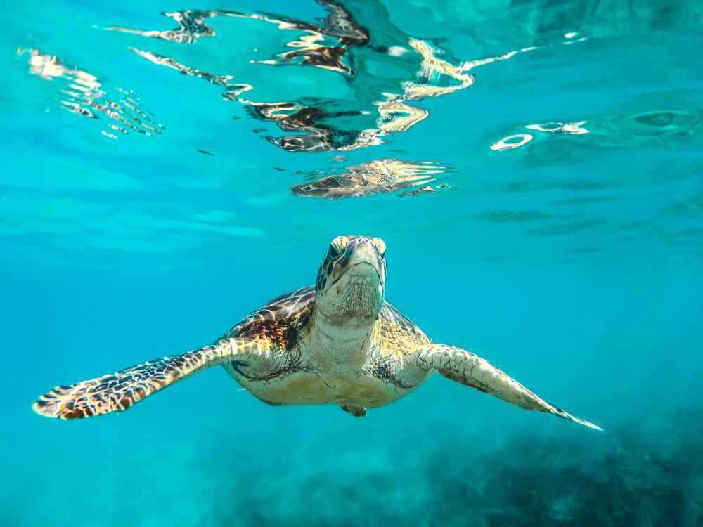 sea turtle hospital marathon florida key