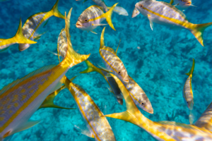 A school of yellowtail snapper fish swimming in clear turquoise ocean water
